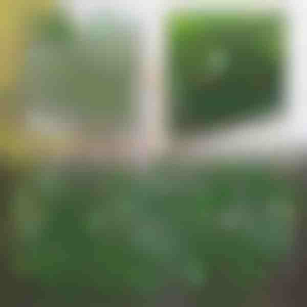 Recinzione decorativa e pratica per terrazza e giardino | GREENFENCE