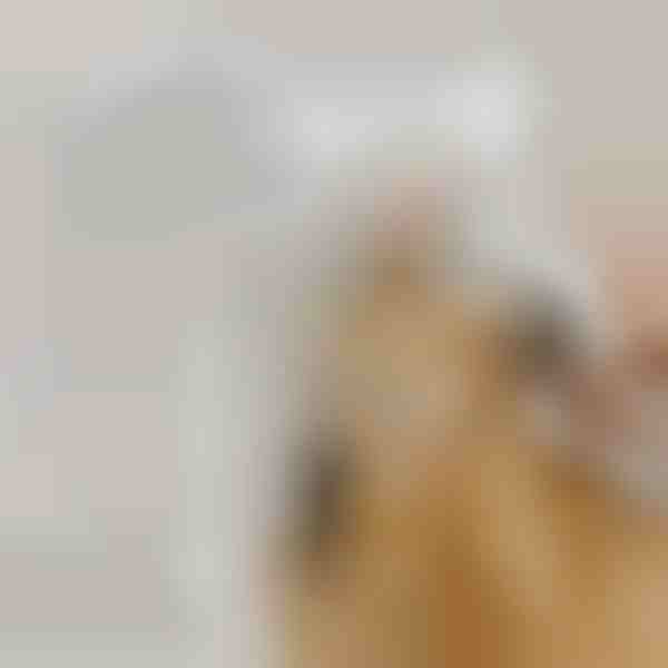 Spazzola a vapore spray ricaricabile per animali domestici per la pulizia del pelo | GROOMSY