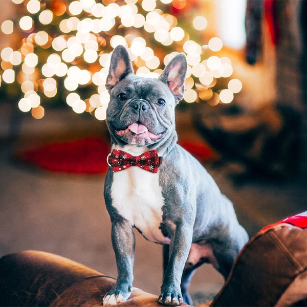 Collare per cani con fiocco di neve | DOGICOLLAR