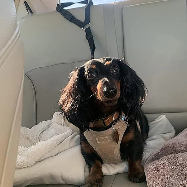 Cintura di sicurezza regolabile per cani da viaggio | PETBELT